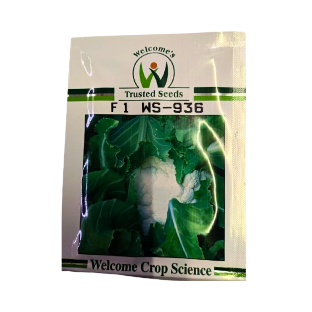 WS - 936 Cauliflower Seeds - Welcome | F1 Hybrid | Buy Online Now
