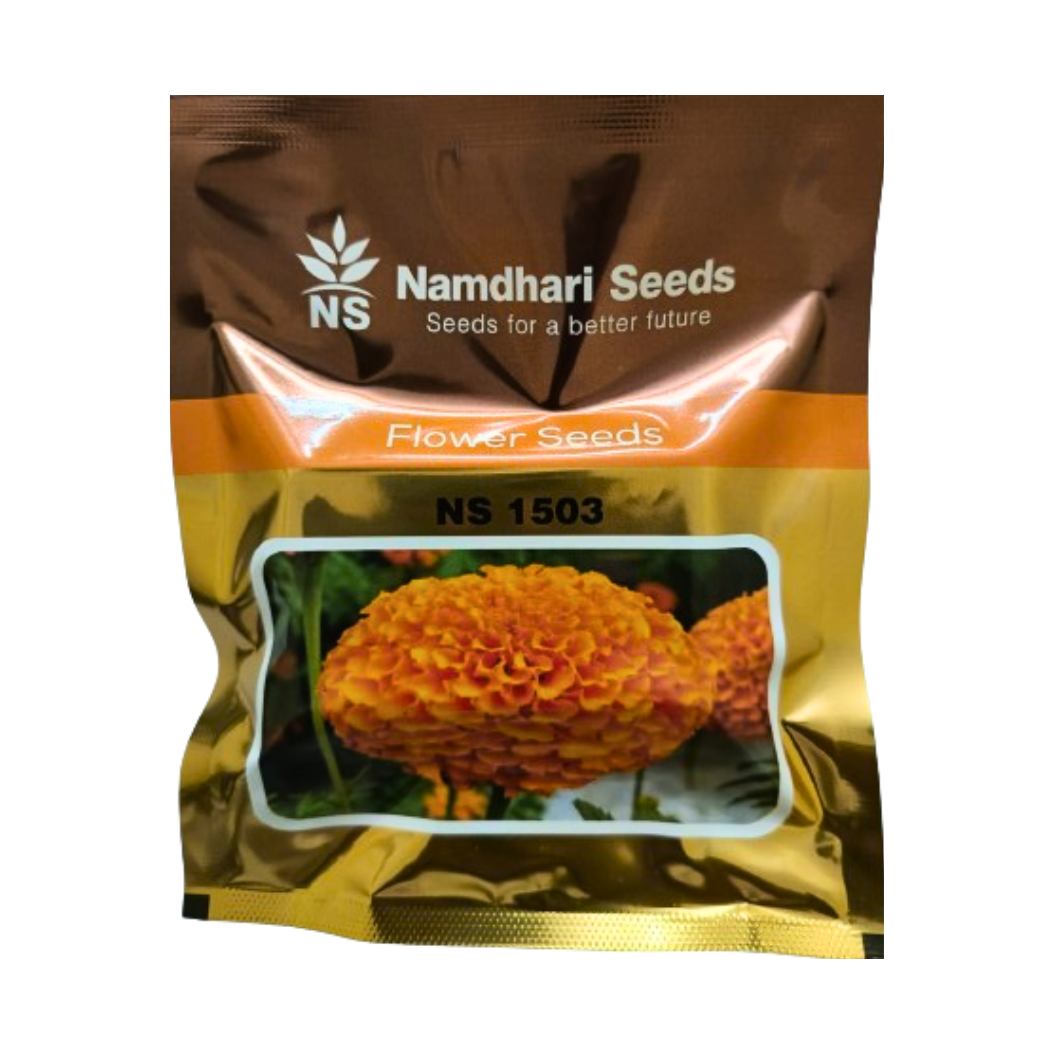 namdhari marigold seeds NS 1503 Marigold Seeds - Namdhari | F1 Hybrid | Buy Online