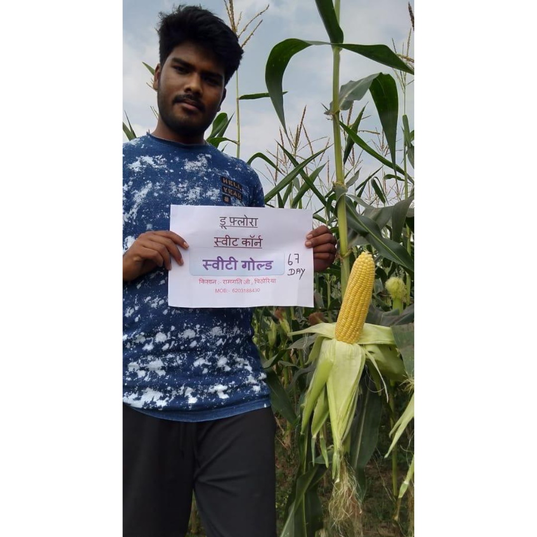 DF Sweety Gold Sweet Corn Seeds - DuFlora | F1 Hybrid | Buy Online Now