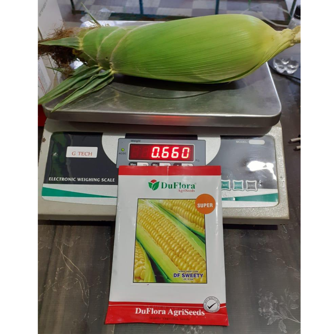 DF Sweety Gold Sweet Corn Seeds - DuFlora | F1 Hybrid | Buy Online Now