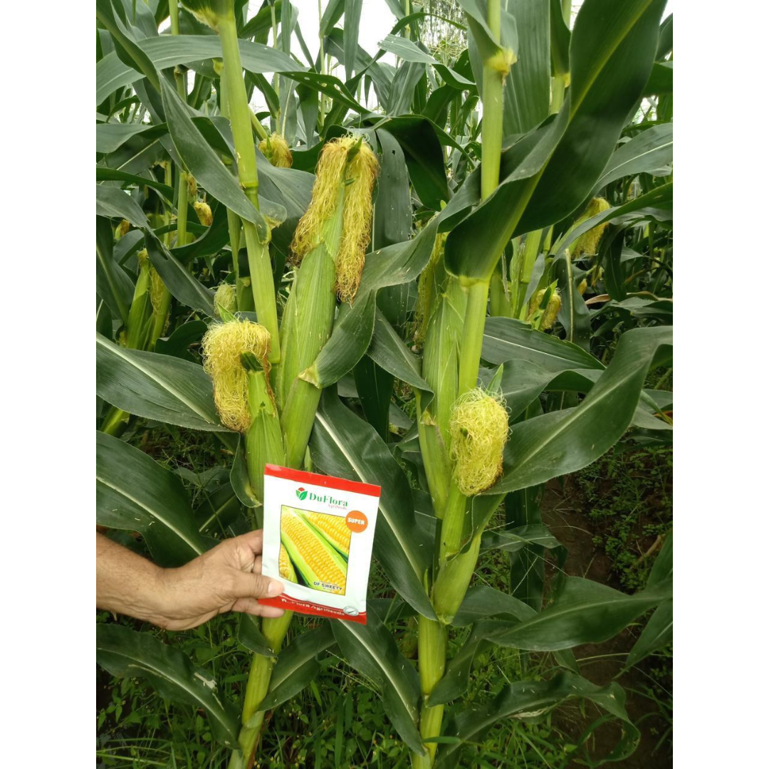 DF Sweety Gold Sweet Corn Seeds - DuFlora | F1 Hybrid | Buy Online Now