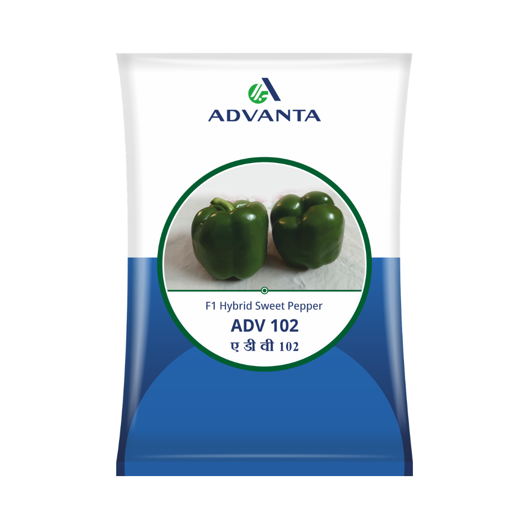 ADV 102 Capsicum Seeds - Advanta | F1 Hybrid | Buy Online Now