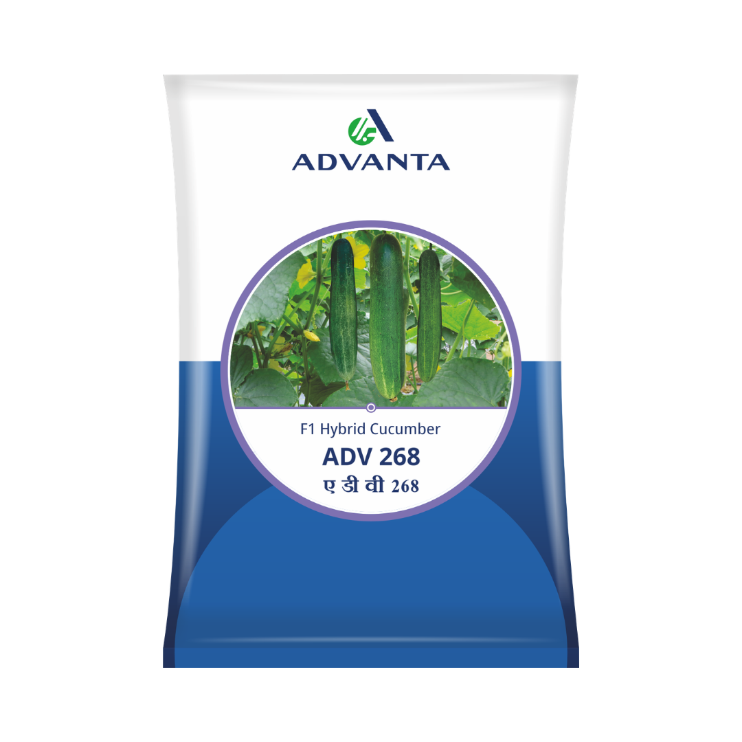 ADV 268 Cucumber Seeds - Advanta | F1 Hybrid | Buy Online at Best Price