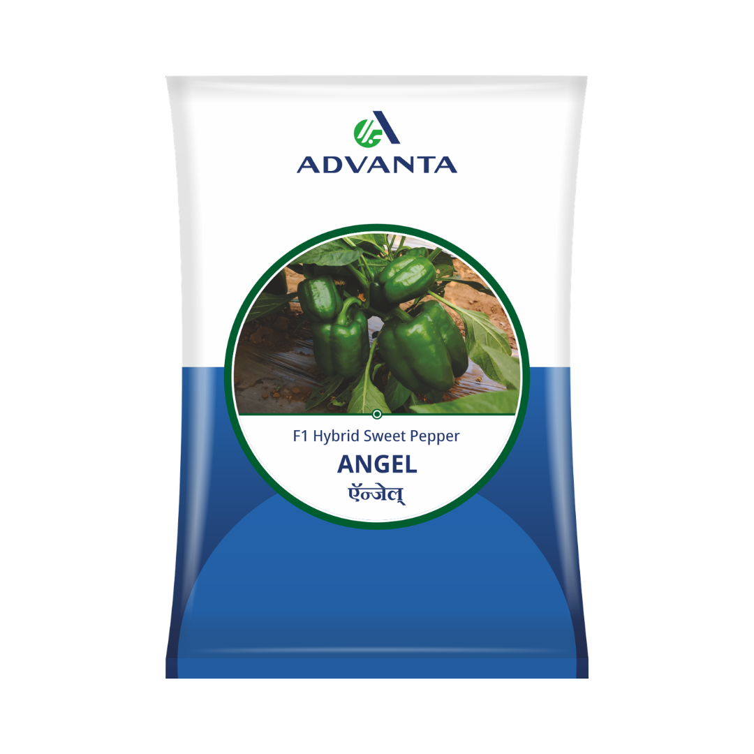 Angel Capsicum Seeds - Advanta | F1 Hybrid | Buy Online Now