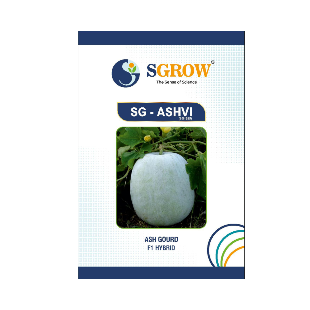 SG-Ashvi Ash Gourd Seeds