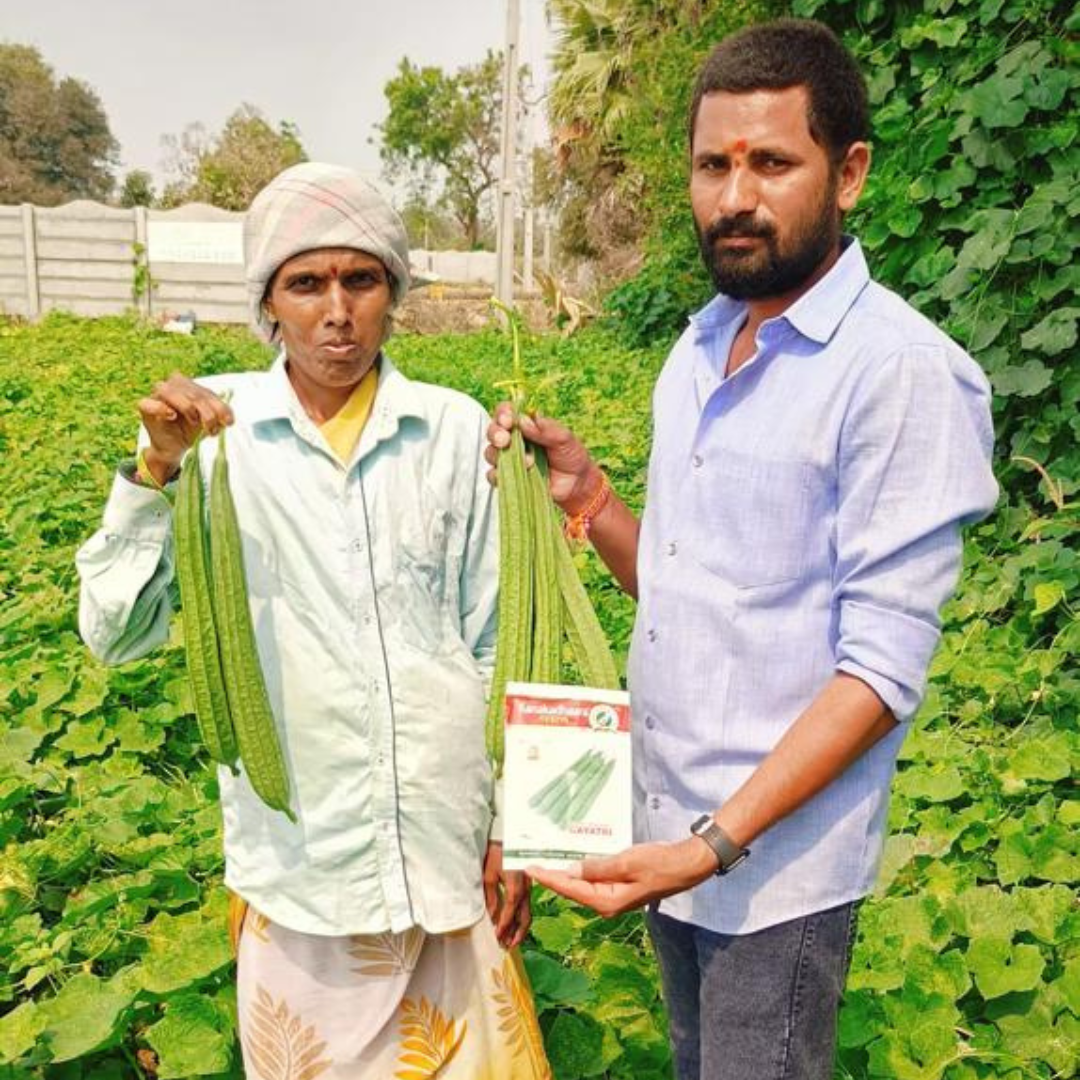 Gayatri Ridge Gourd Seeds