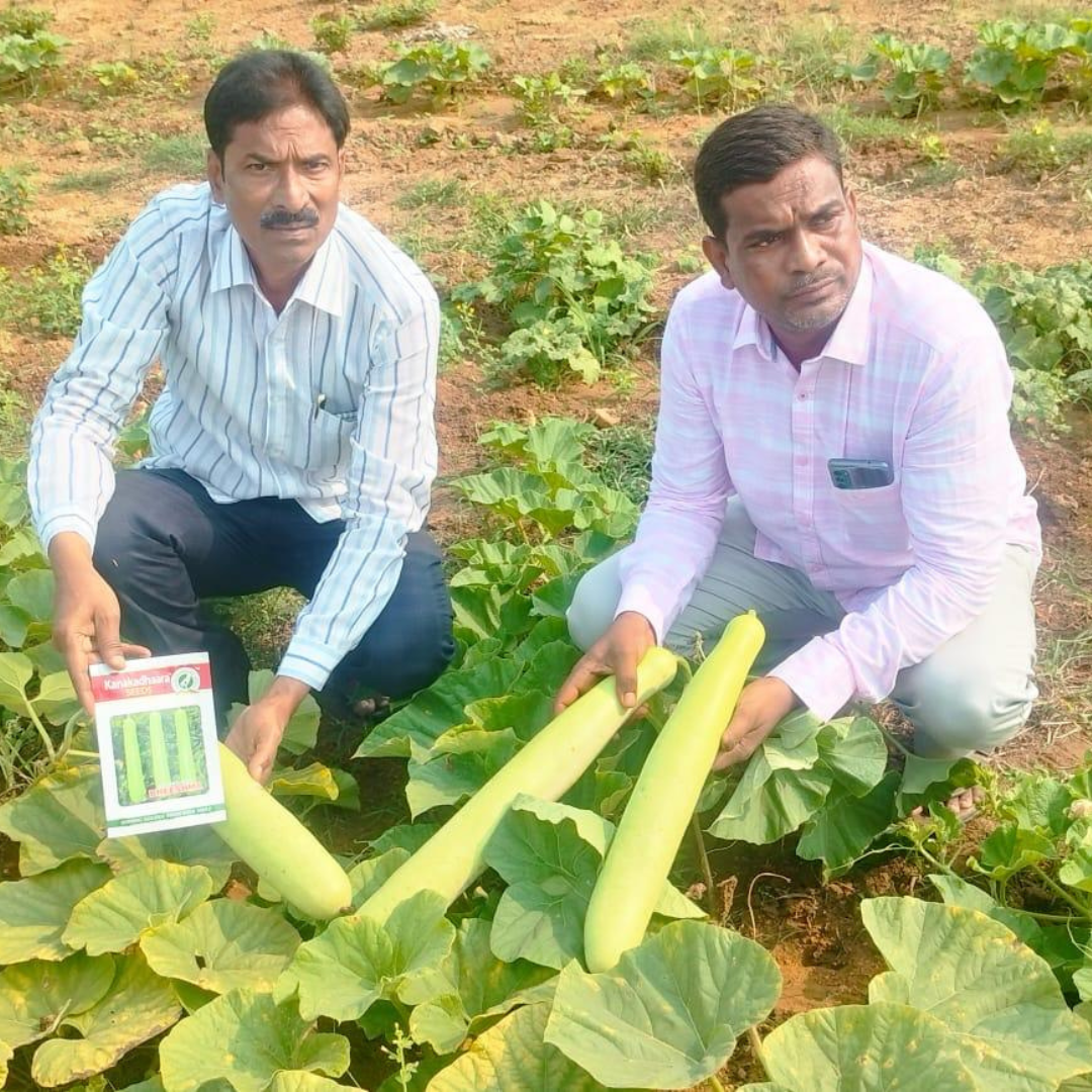 Bheeshma Bottle Gourd Seeds