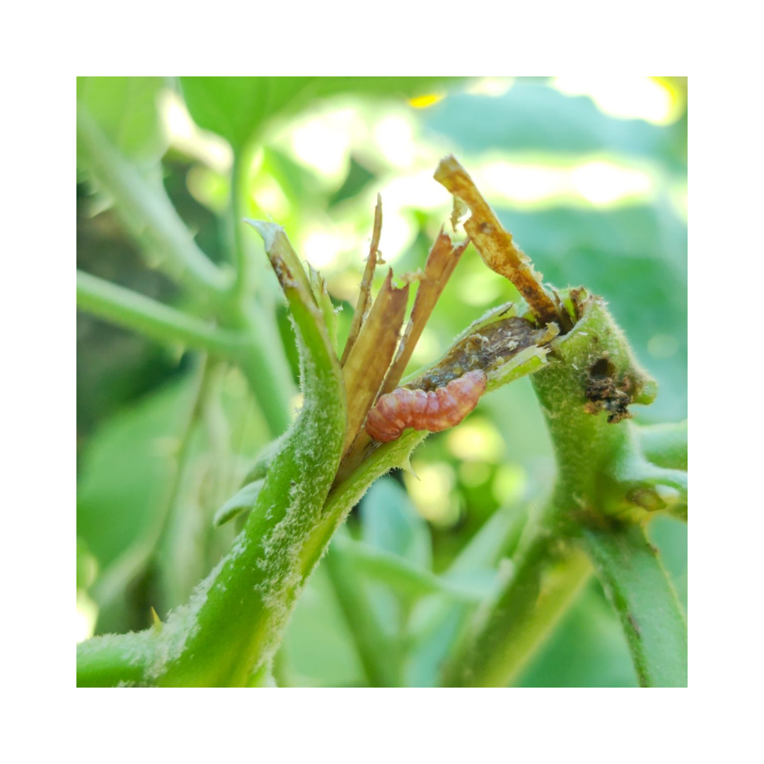 Brinjal Lure Leucinodes Orbinalis (Pack of 10) - Green Revolution