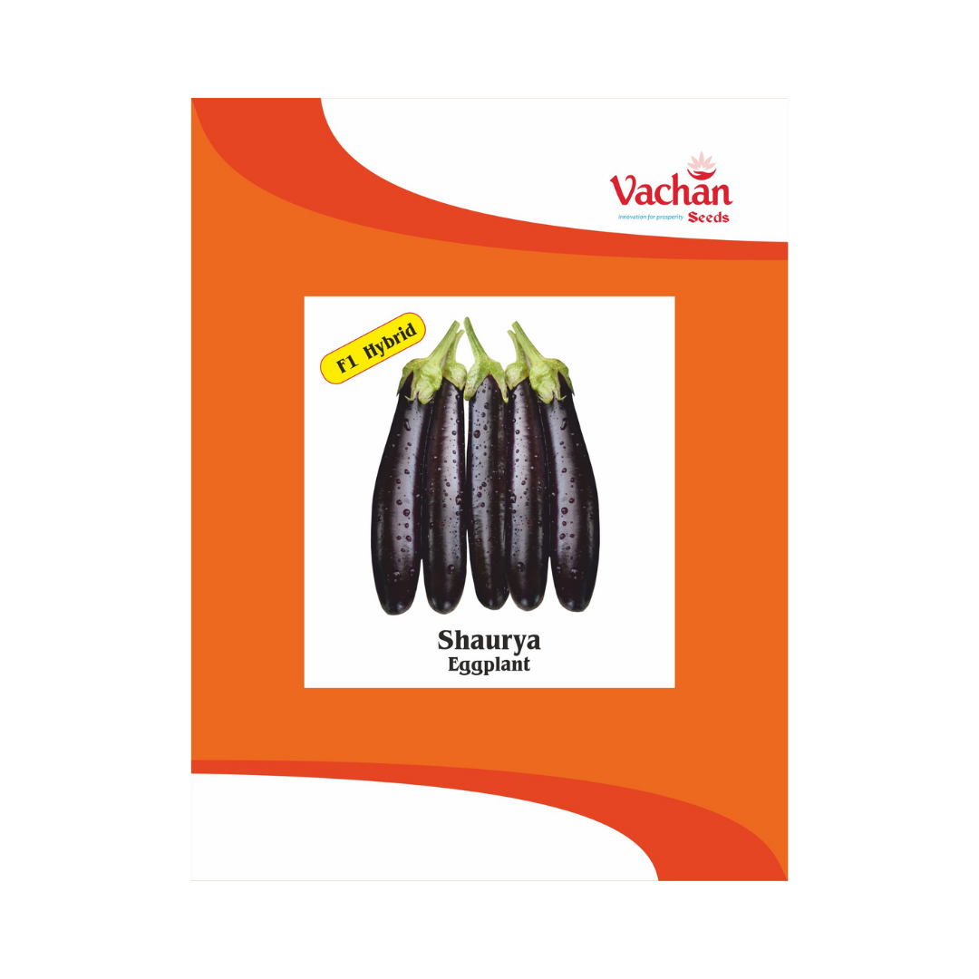 Shaurya Brinjal Seeds - Vachan | F1 Hybrid | Buy Online Now - DesiKheti