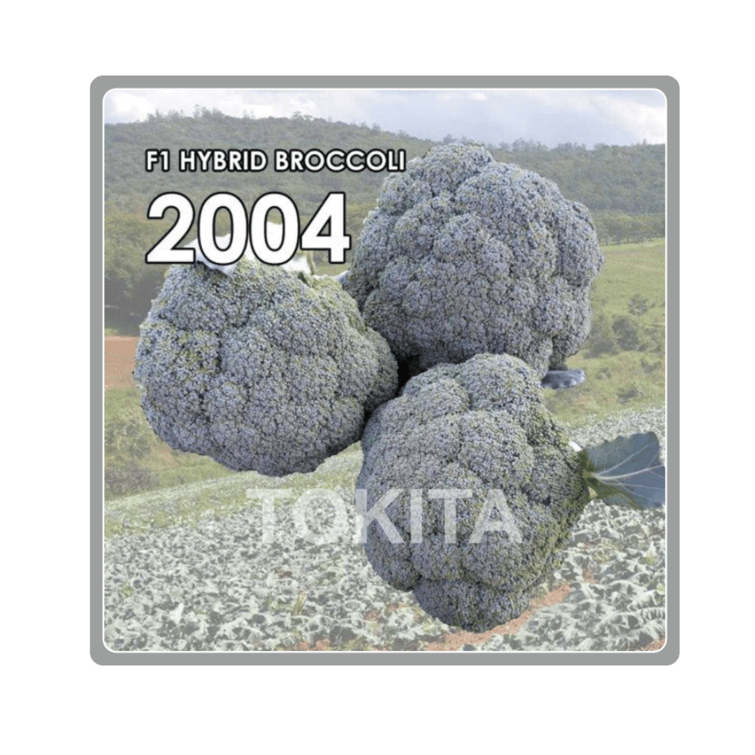TSX - 2004 Broccoli Seeds - Tokita | F1 Hybrid | Buy Online Now