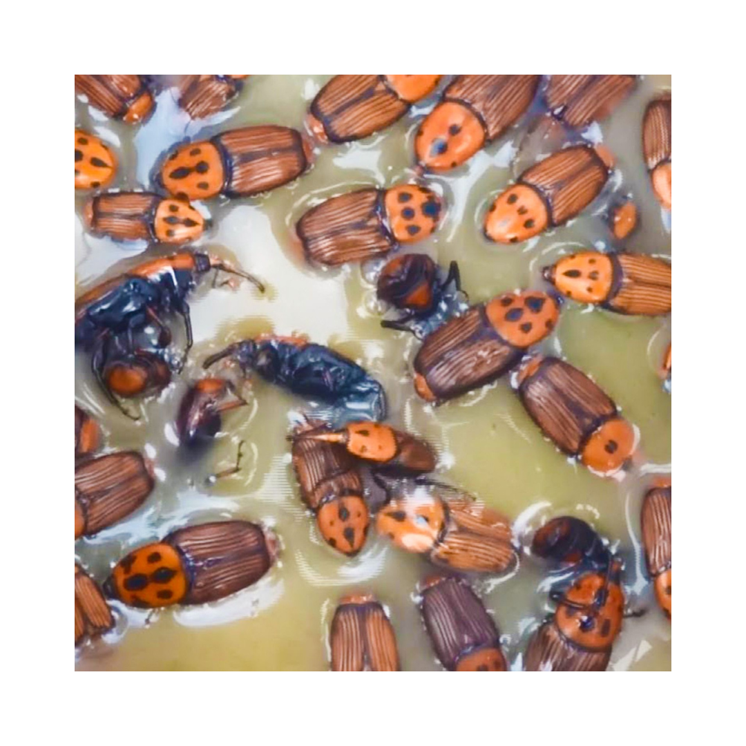 Bucket Trap With Red Palm Lure - Green Revolution | Buy Online Now