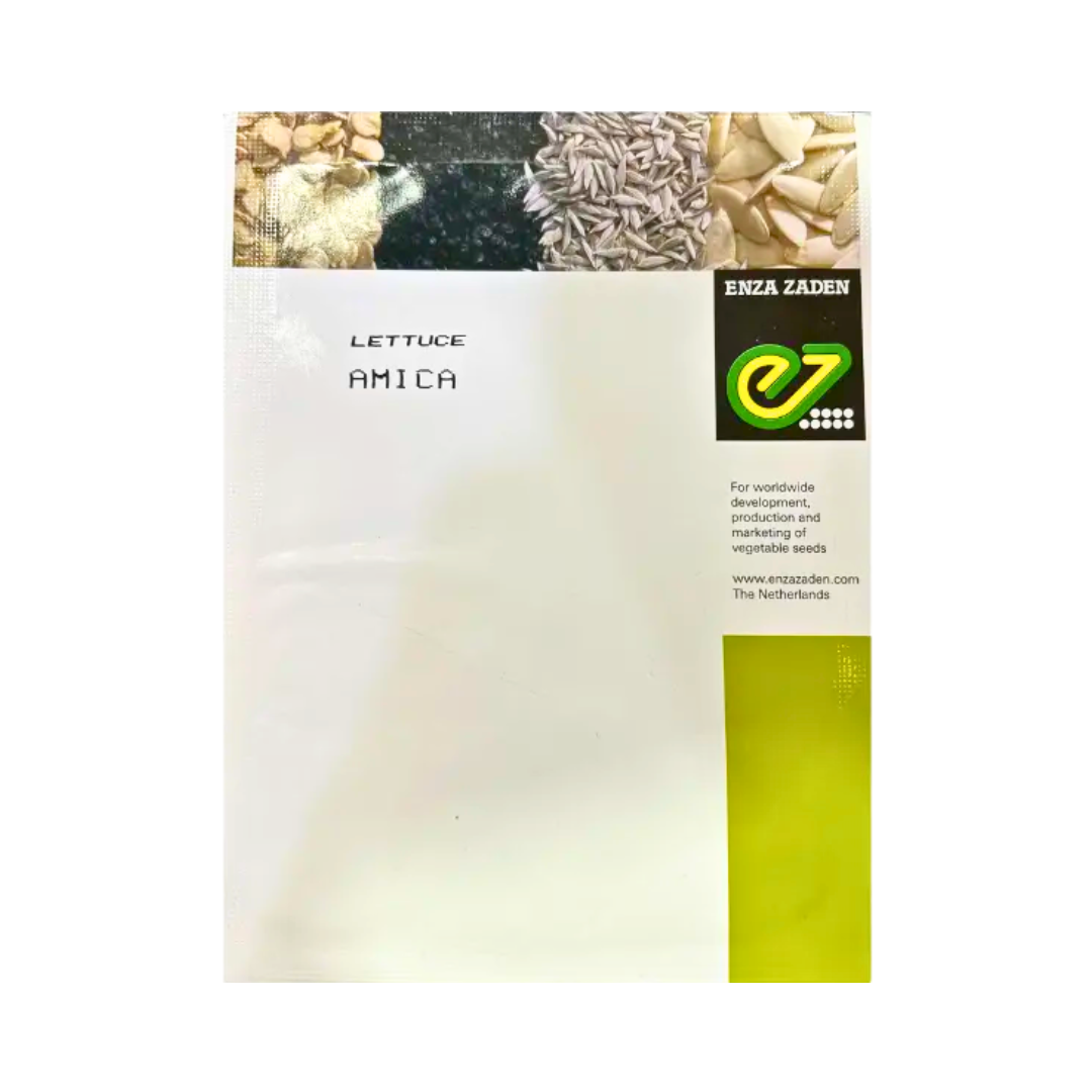 Amica Butterhead Lettuce Seeds - Enza Zaden | F1 Hybrid | Buy Online Now