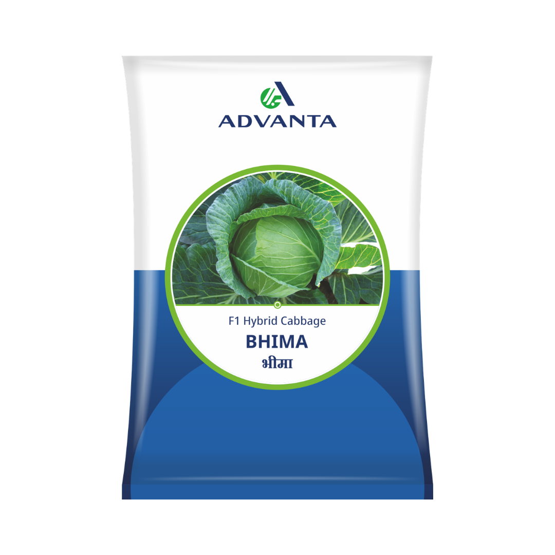 Bhima Cabbage Seeds - Advanta | F1 Hybrid | Buy Online at Best Price