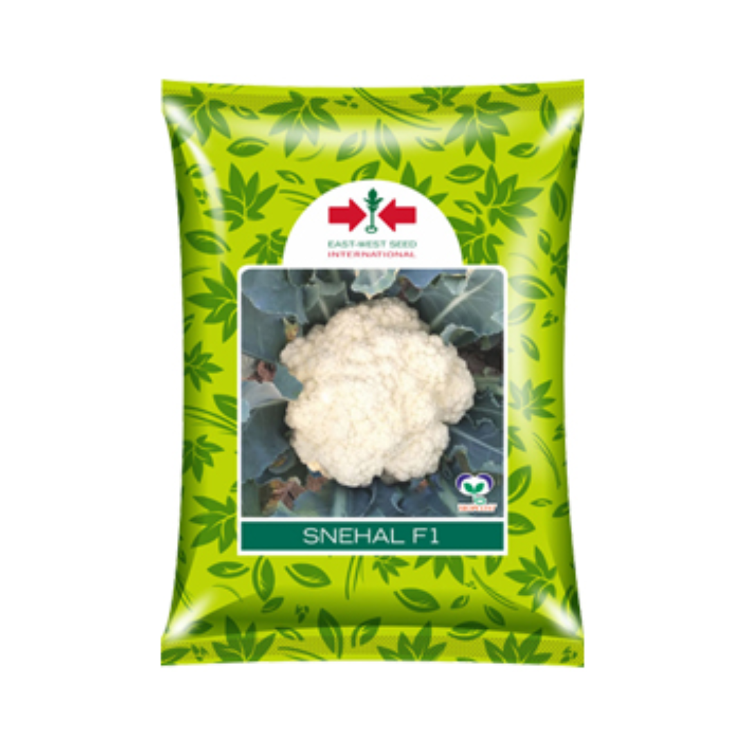 Snehal Cauliflower Seeds - East West | F1 Hybrid | Buy Online Now