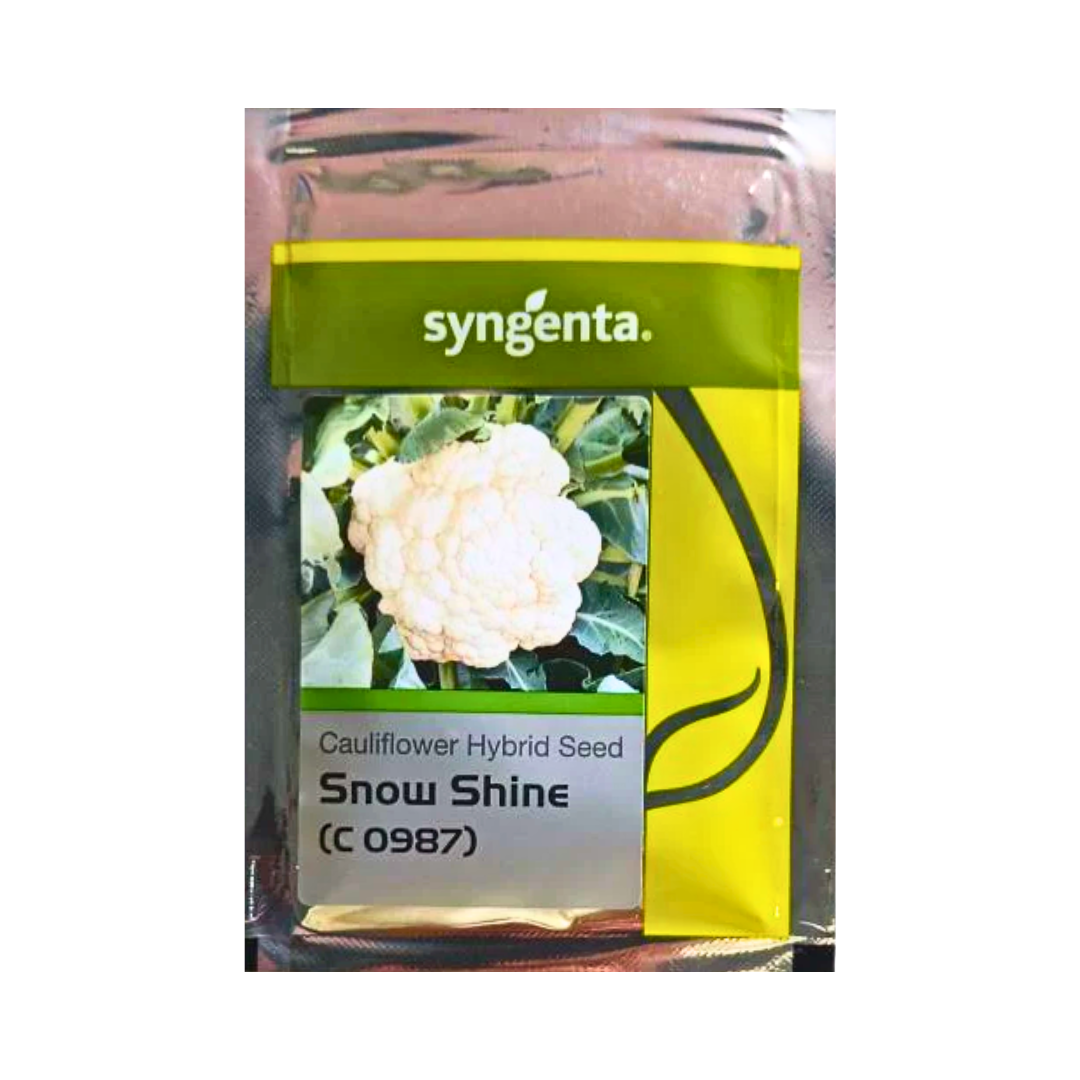 Snow Shine (C 0987) Cauliflower Seeds - Syngenta | F1 Hybrid | Buy Online Now