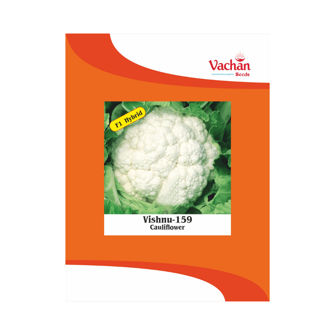 Vishnu-159 Cauliflower Seeds - Vachan | F1 Hybrid | Buy Online Now