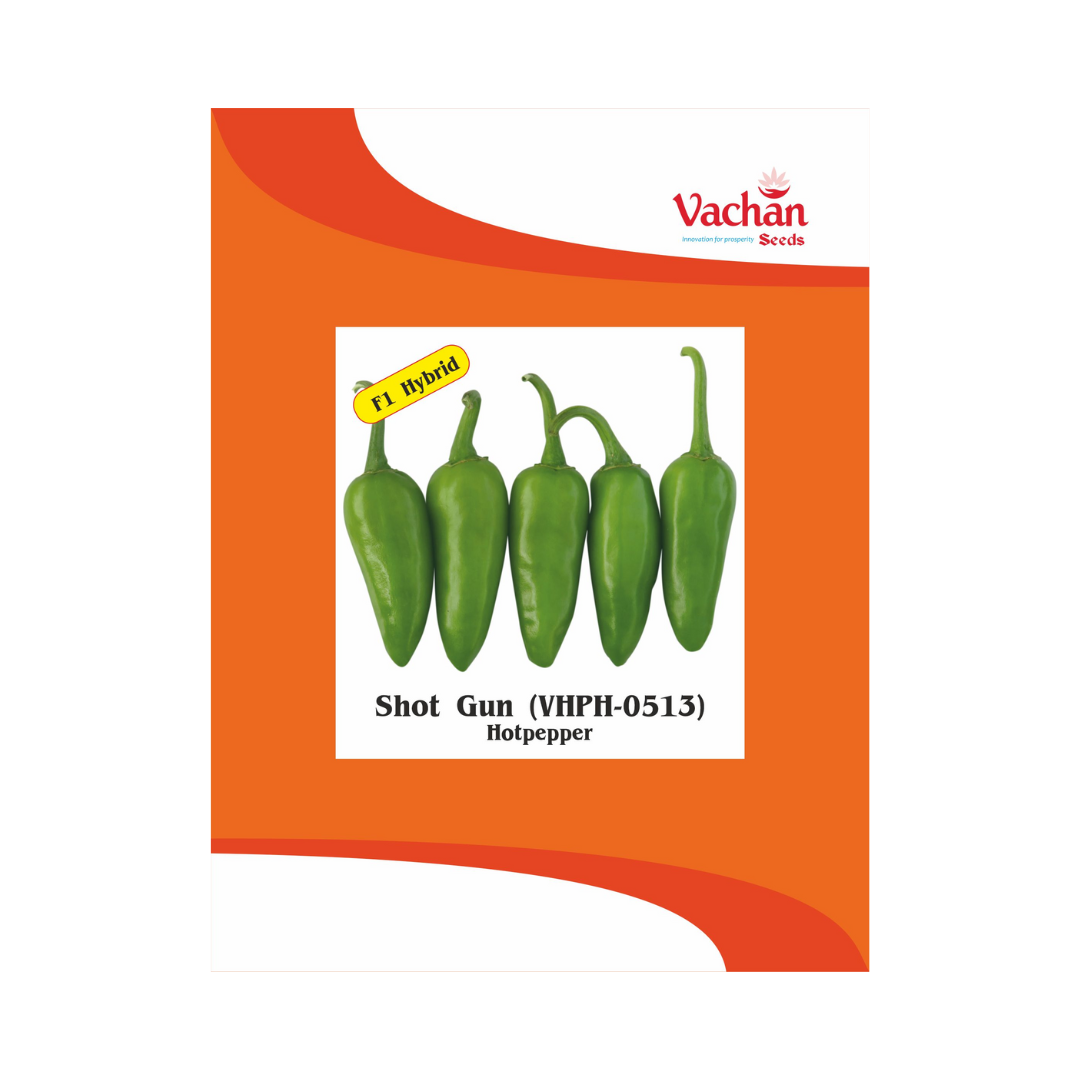 Shot Gun (VHPH-0513) Chilli Seeds - Vachan | F1 Hybrid | Buy Online Now