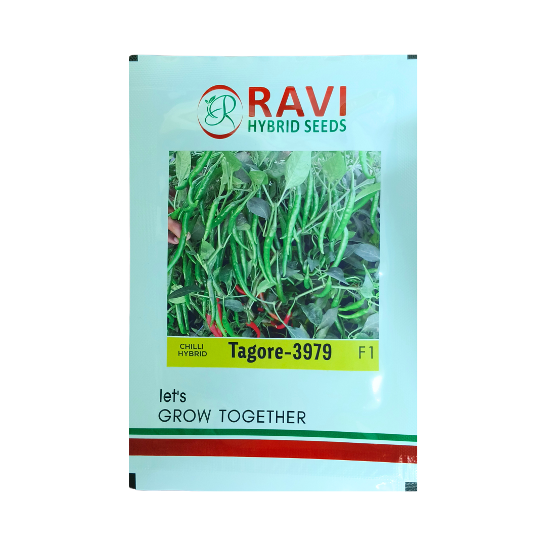 Tagore-3979 Chilli Seeds - Ravi Hybrid Seeds | F1 Hybrid | Buy Online