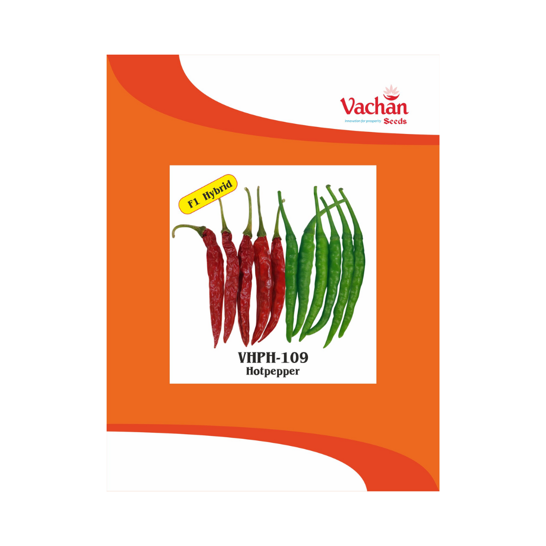 VHPH-109 Chilli Seeds - Vachan | F1 Hybrid | Buy Online Now