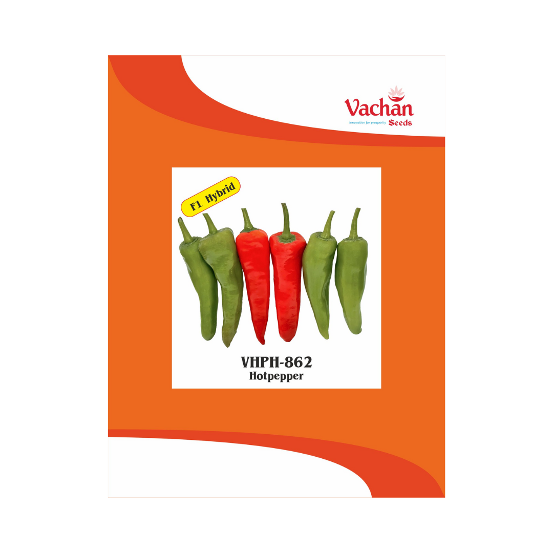VHPH-862 Chilli Seeds - Vachan | F1 Hybrid | Buy Online Now