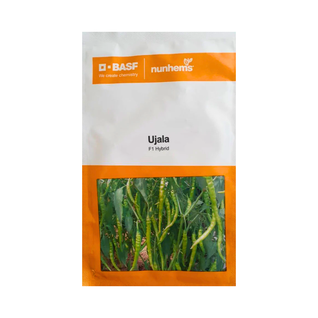 Ujala Chilli Seeds - Nunhems | F1 Hybrid | Buy Online at Best Price