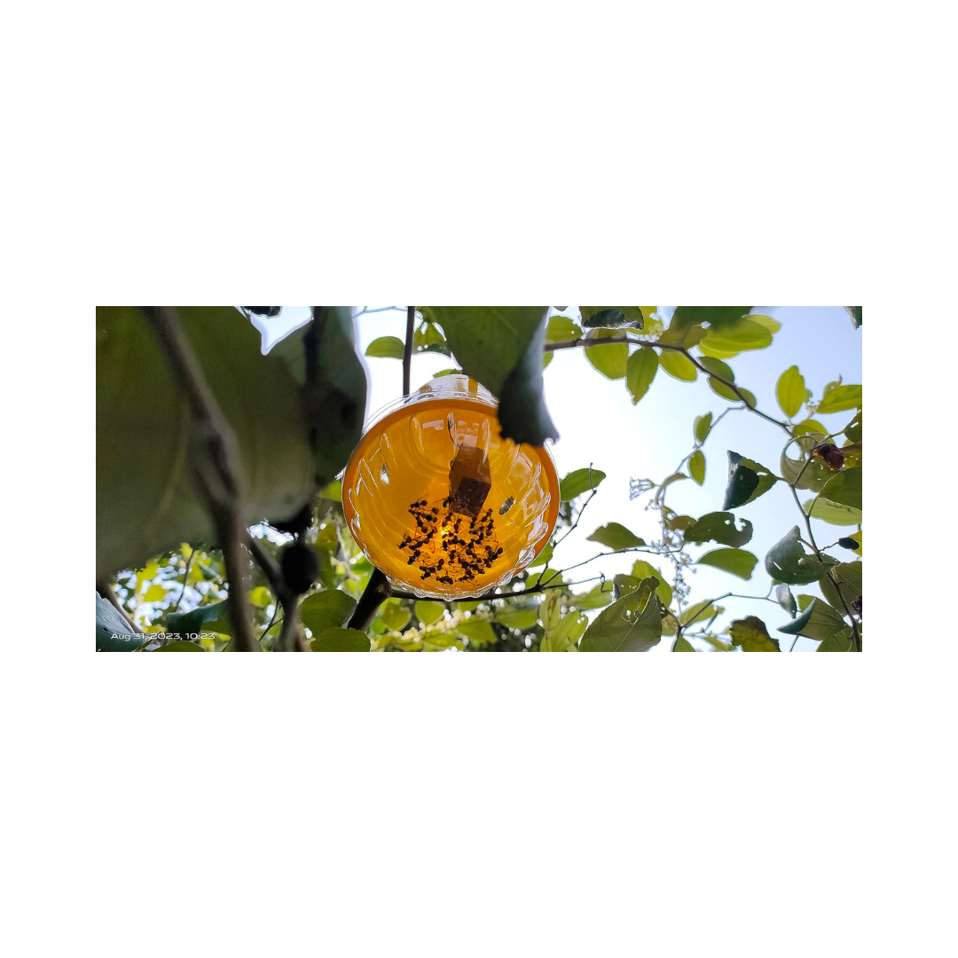 Chipku - Melon Fly Bactocera Cucurbitae Pheromone Trap Eco Trap with Melon Fly Lure Pack of 10 Green