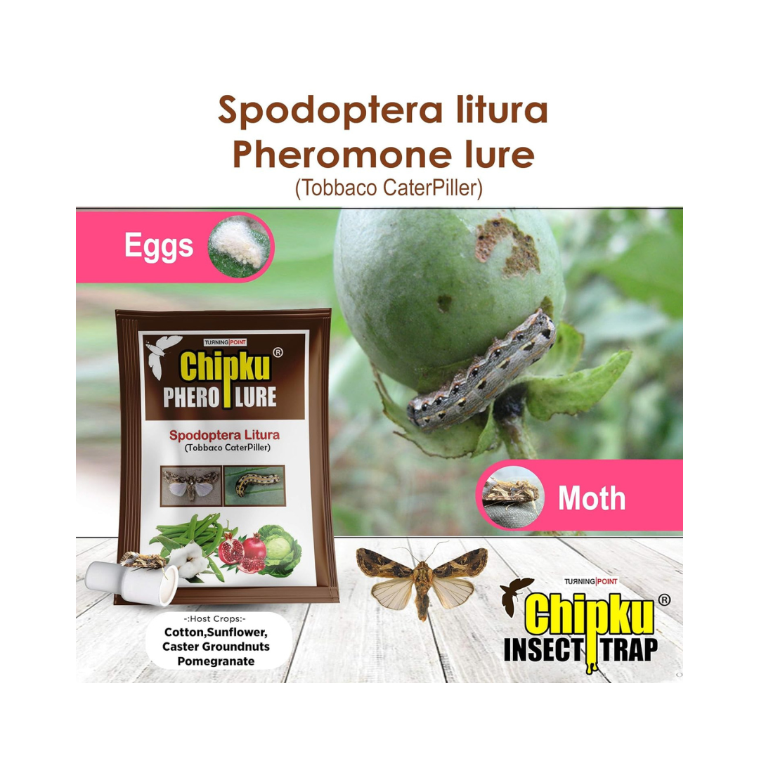 Chipku - Pheromone Trap Funnel with Spodoptera Litura Lure for Catch Insect/Moth of Tobacco Caterpillar (spodo) (Spodoptera Litura)