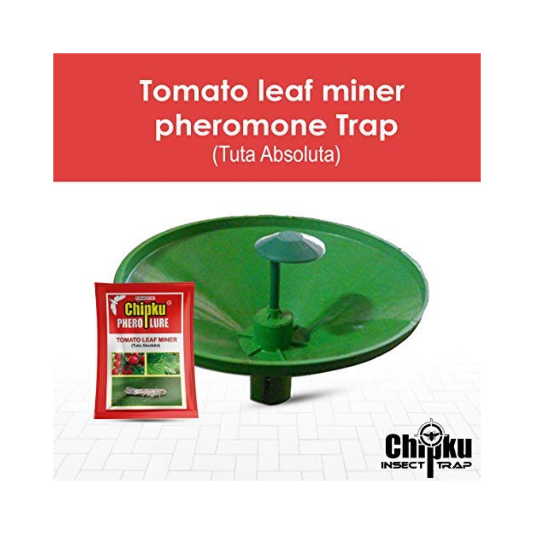 Chipku - Pheromone Water Trap with Tomato Leaf Miner (Tuta absoluta) Lure