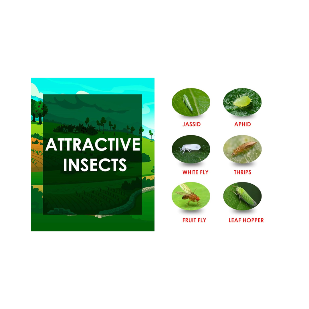 Chipku - White Sticky Trap Size A4 | Buy Online at Best Price Now