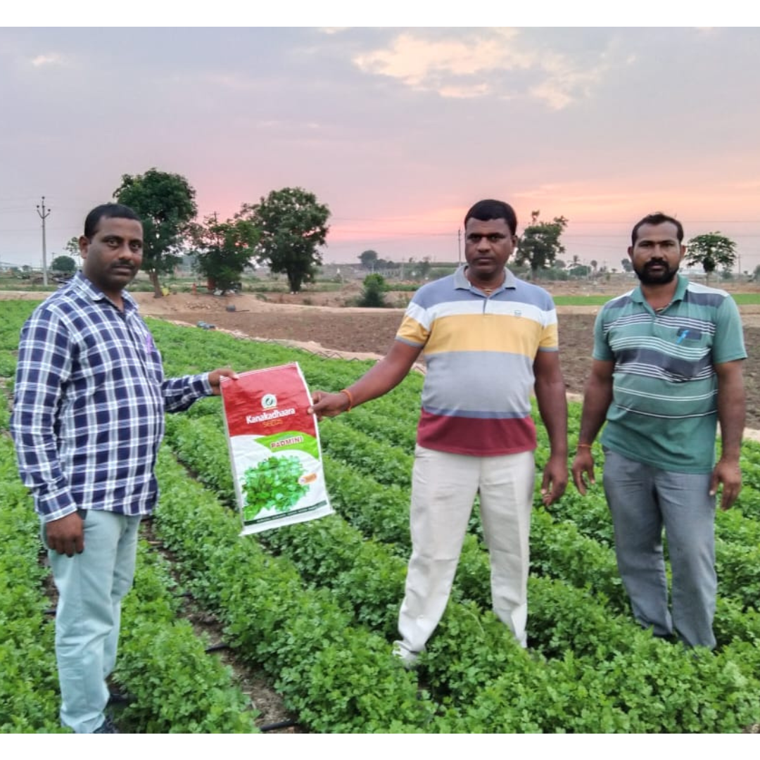 Padmini Coriander Seeds