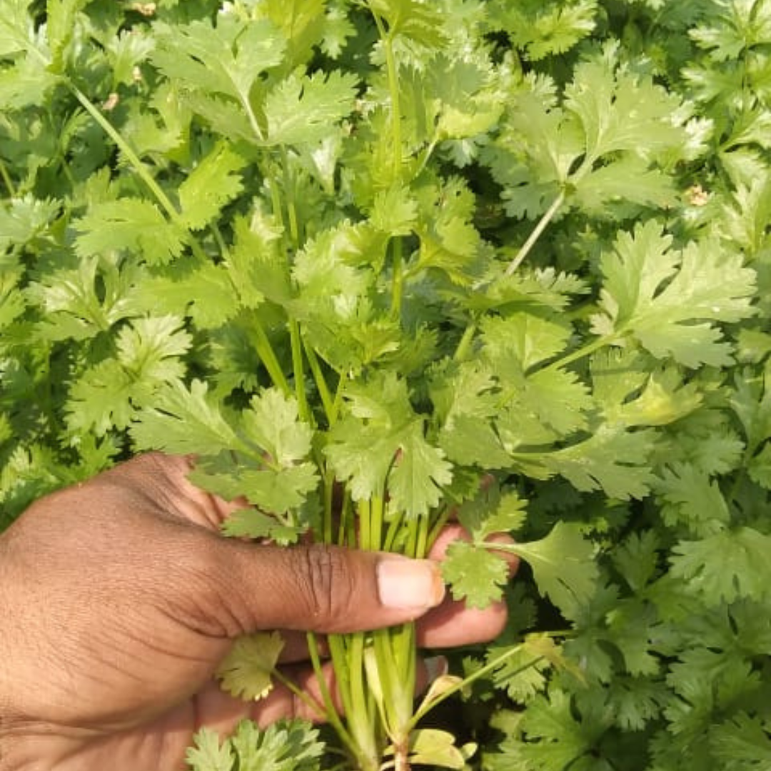 Padmini Coriander Seeds