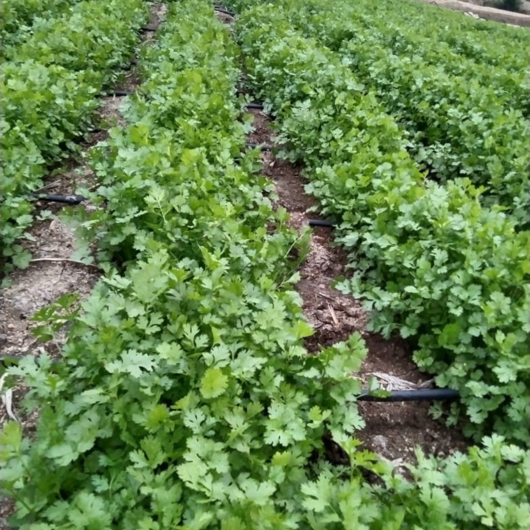 Padmini Coriander Seeds