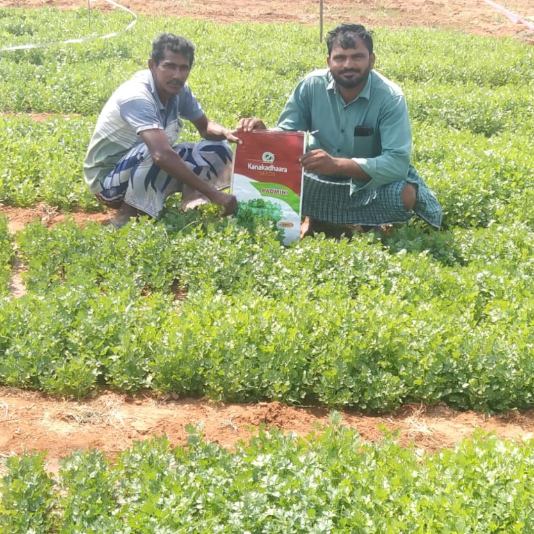 Padmini Coriander Seeds