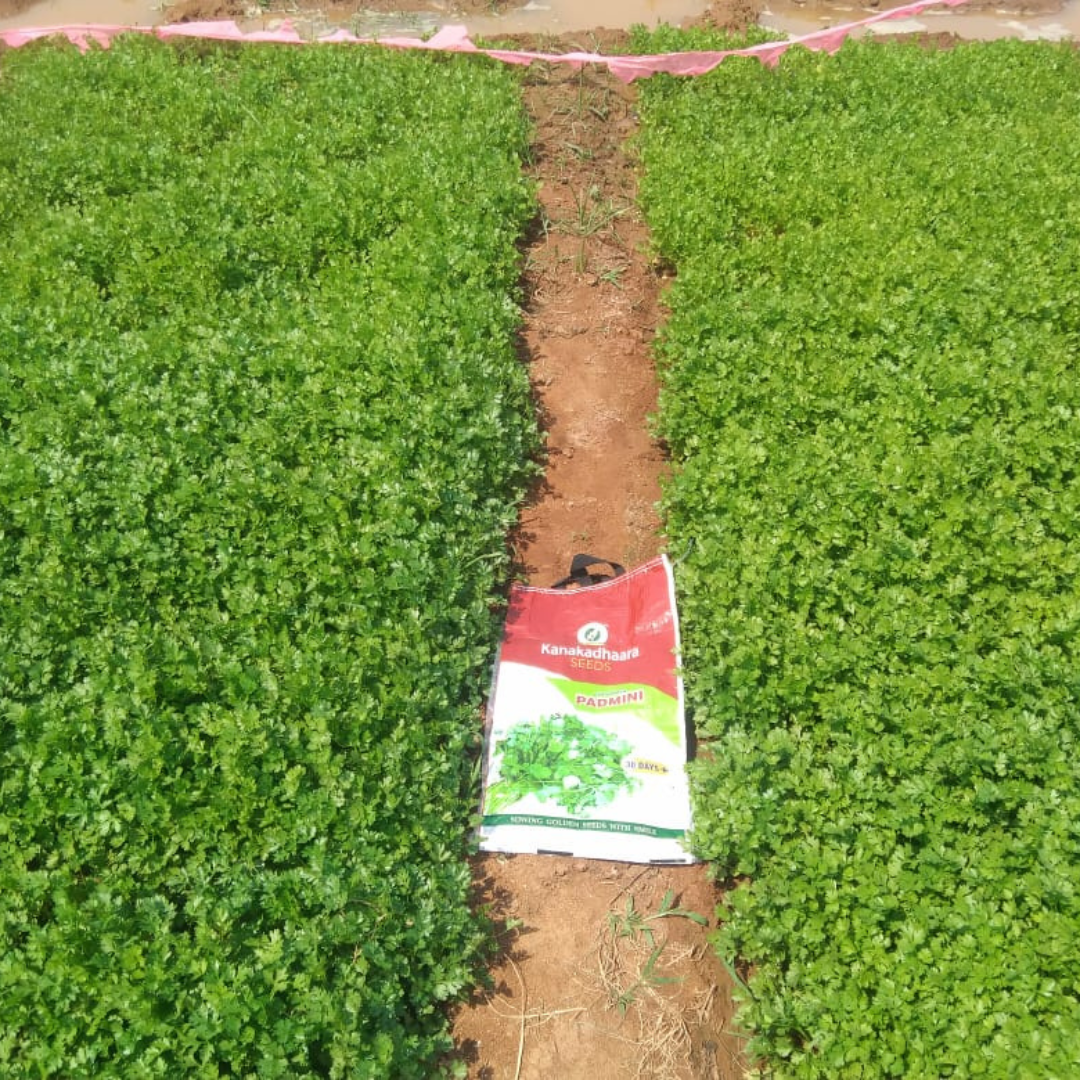 Padmini Coriander Seeds