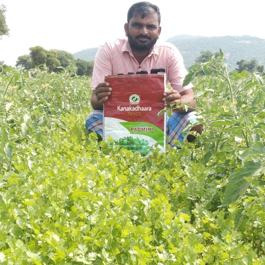 Padmini Coriander Seeds