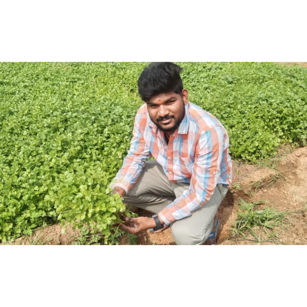 Padmini Coriander Seeds