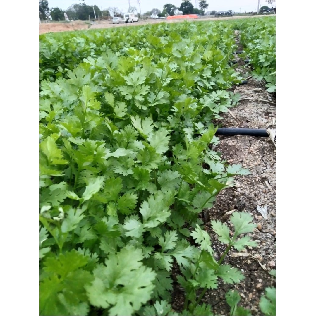 Padmini Coriander Seeds