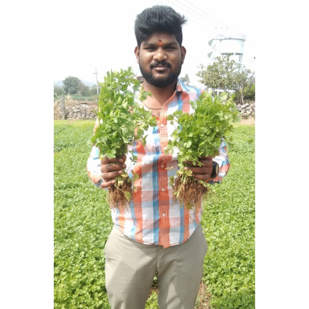 Padmini Coriander Seeds