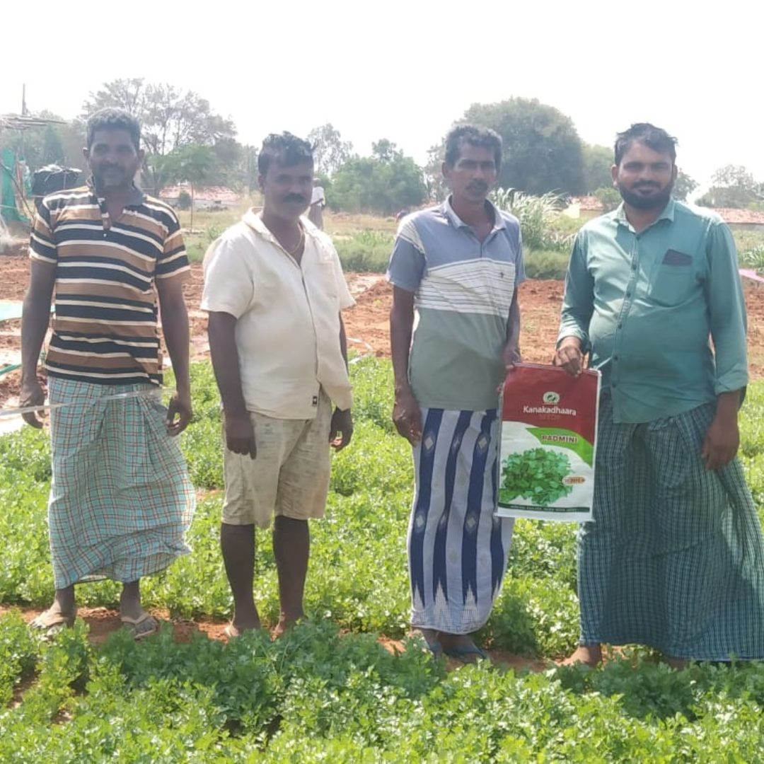 Padmini Coriander Seeds