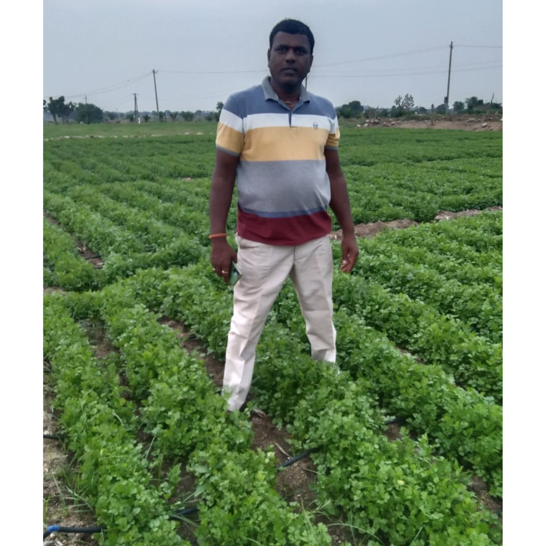 Padmini Coriander Seeds