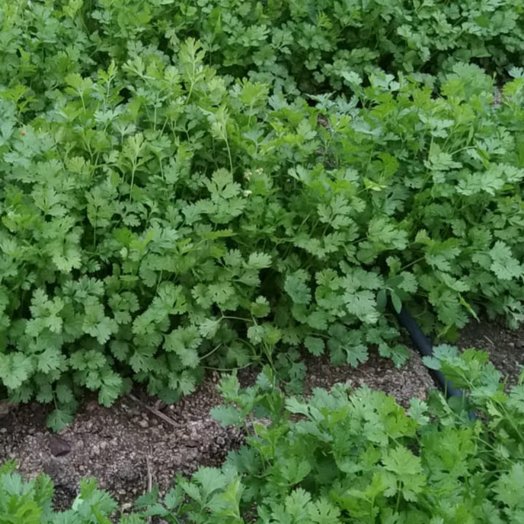 Padmini Coriander Seeds