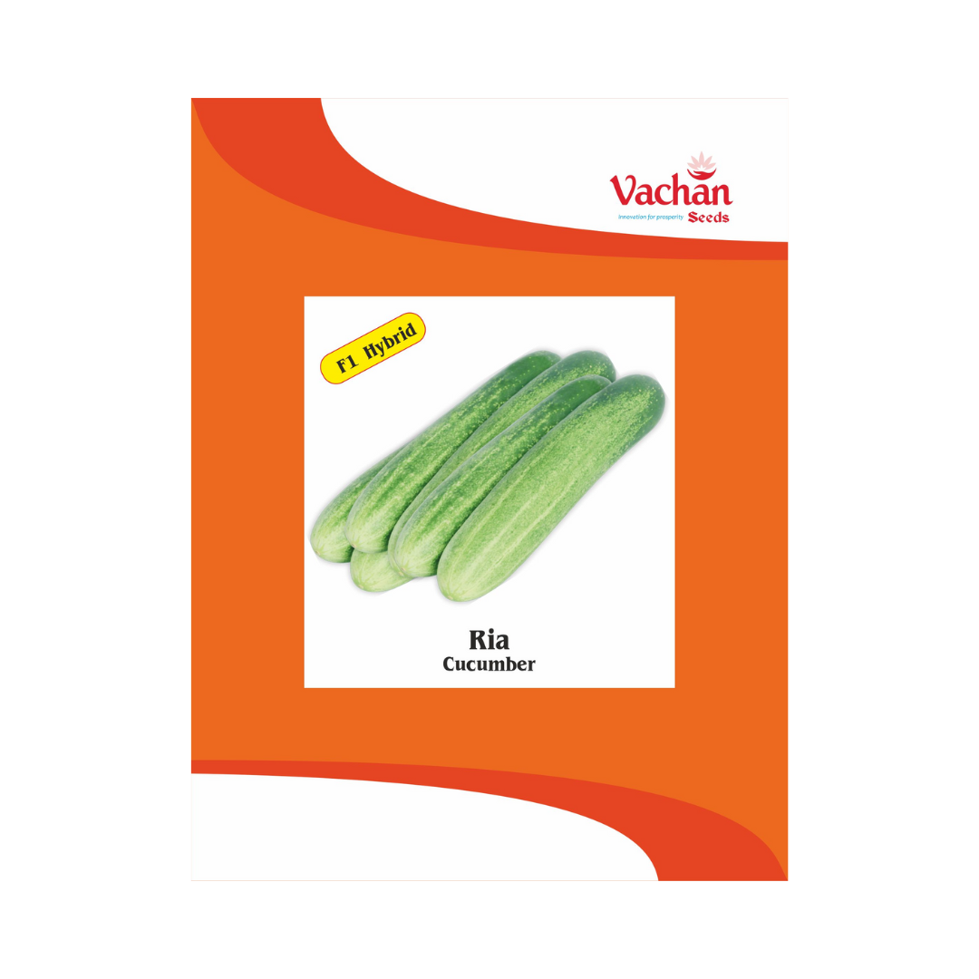 Ria Cucumber Seeds - Vachan | F1 Hybrid | Buy Online Now - DesiKheti