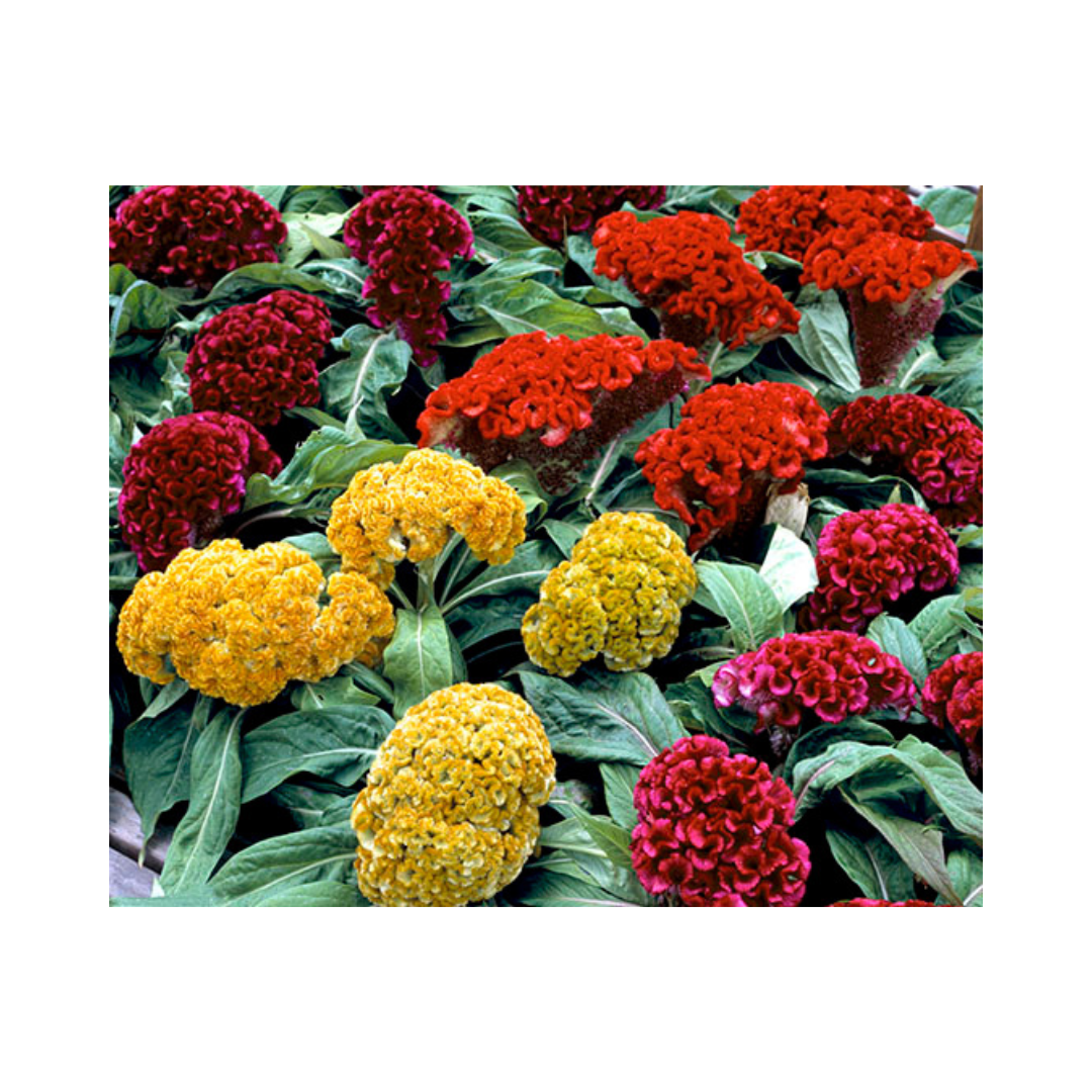 Celosia Cristata Armor Mix Seeds - Takii | Buy Online Now - DesiKheti