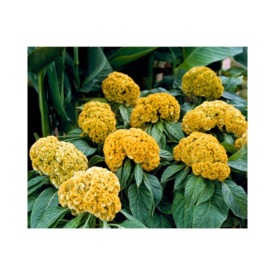 Celosia Cristata Armor Yellow Seeds - Takii | Buy Online Now - DesiKheti