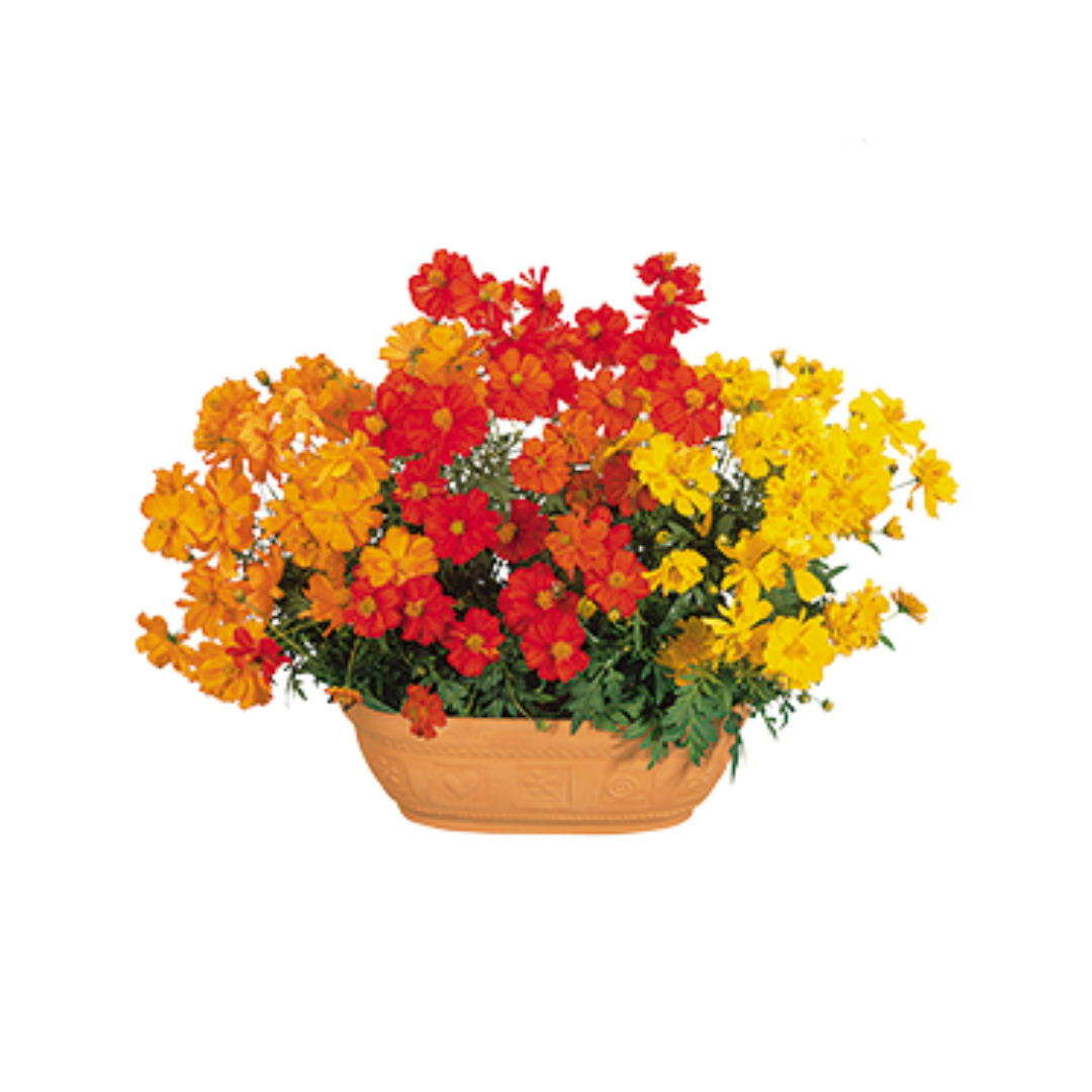 Cosmos Sulphureus Cosmic Mix Seeds - Benary | Buy Online Now