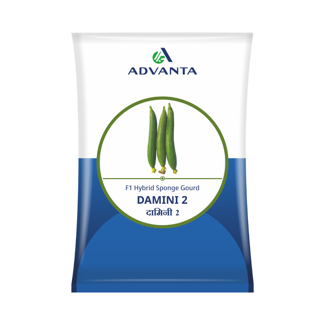 Damini 2 Sponge Gourd Seeds - Advanta | F1 Hybrid | Buy Online Now