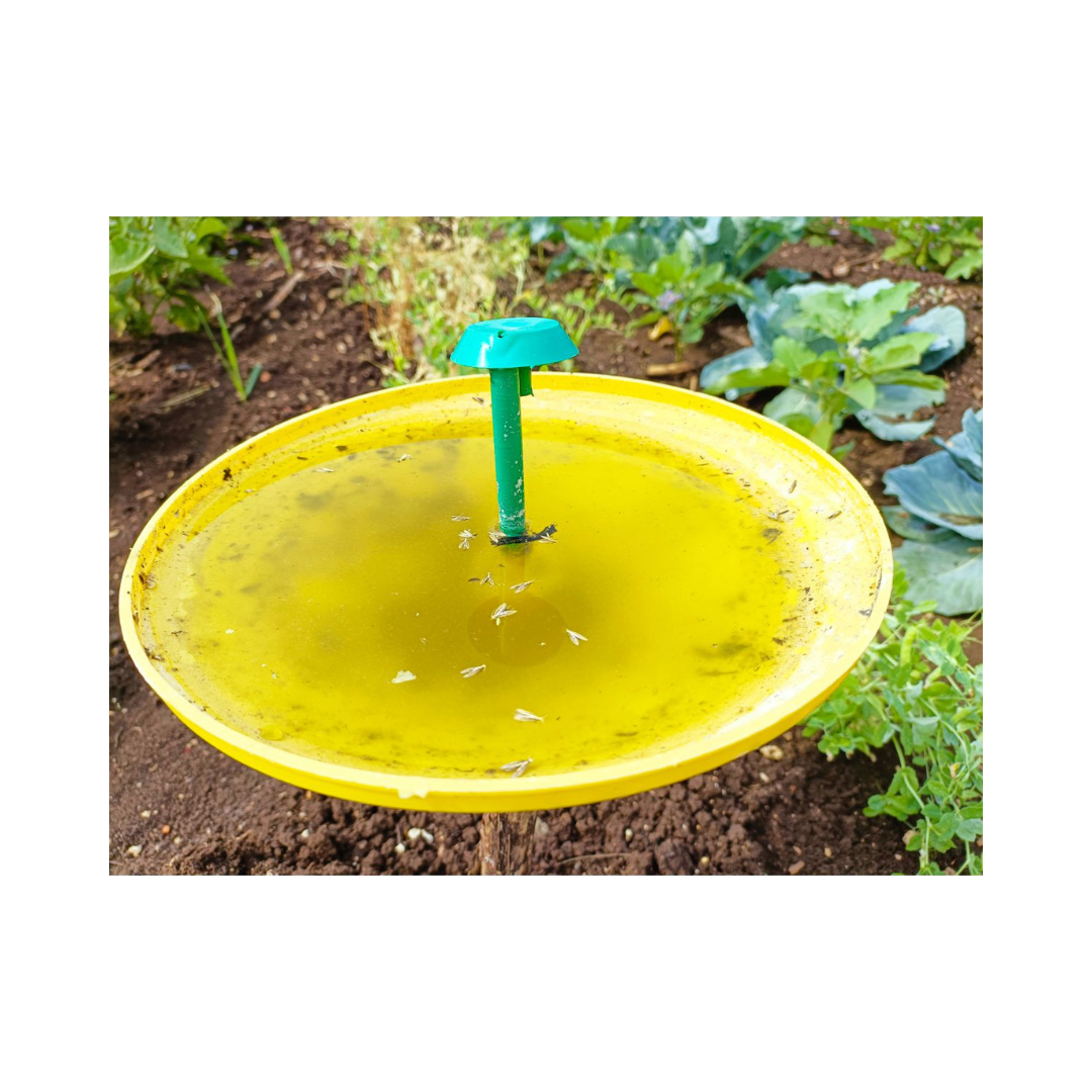 DBM Lure Plutella Xylostella (Pack of 10) - Green Revolution | Buy Now