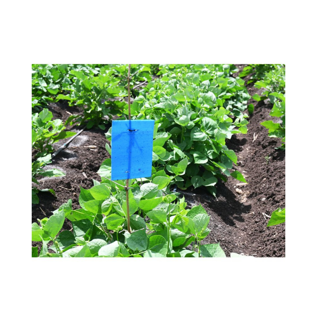 Eco Blue Sticky Trap Size A5 - Green Revolution | Buy Online Now