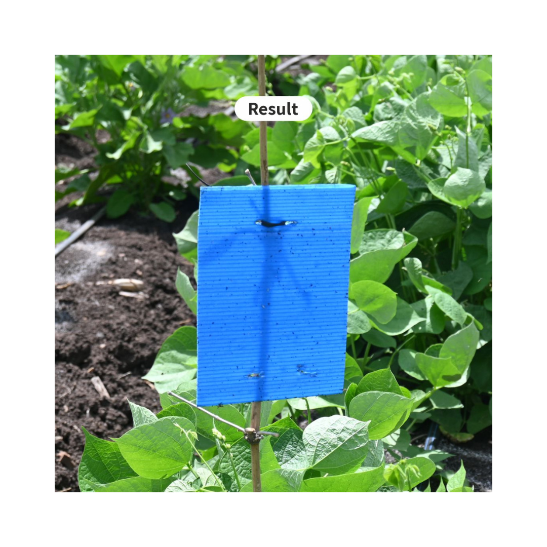 Eco Yellow/Blue Sticky Trap Size A4 - Green Revolution | Buy Online Now