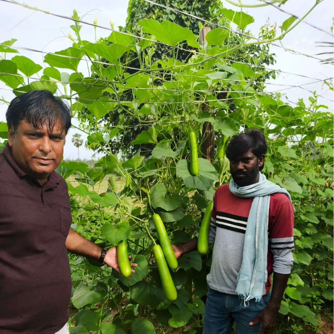 Raftar (VBGH-0462) Bottle Gourd Seeds - Vachan Seeds | F1 Hybrid | Buy Now